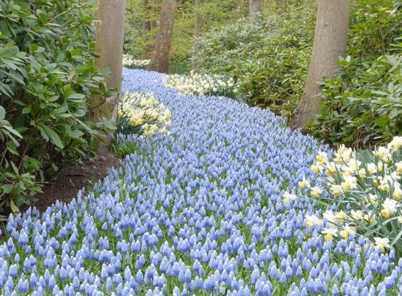 Muscari aucheri Ocean Magic - Jacinto Uva Oceano Mágico