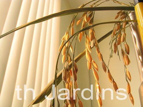 Oryza sativa Blue bonnet - Arroz Blue bonnet, Arroz de Belize, Arroz Armênio