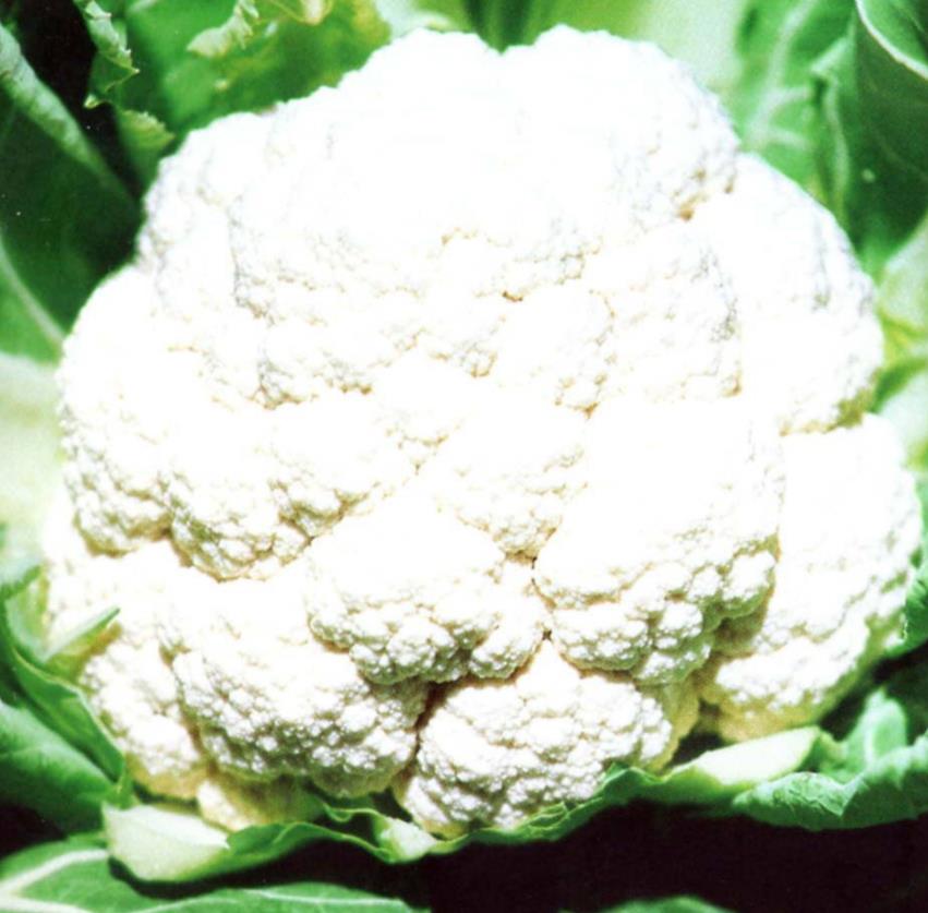 Brassica oleracea - Couve Flor Gigante de Nápoles