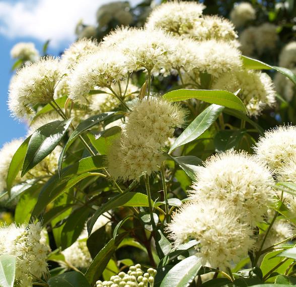 Backhousia citriodora - Murta Limão, Árvore Verbena doce, Australian Lemon Myrtle