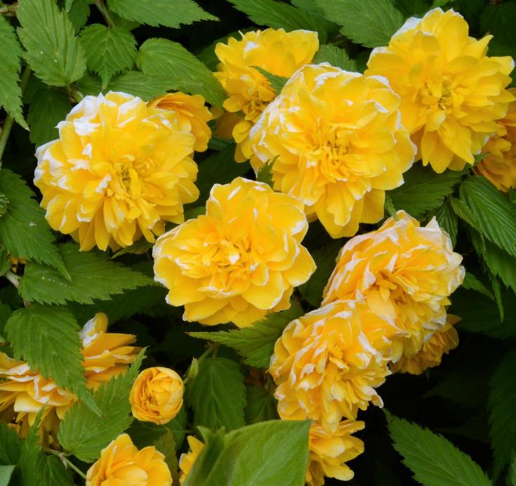 Kerria japonica 'Pleniflora' - Rosa Japonesa Dobrada, Malva de Judeu, Rosa da Páscoa, Botões de Bacharel