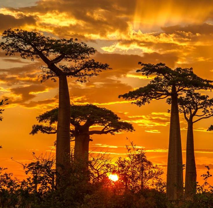 Adansonia grandidieri - Baobá Grandidieri, Baobá de Madagascar, Baobá de Morondava