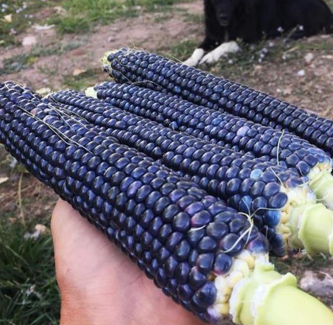 Zea mays Papas' Blue (certificação orgânica) - Milho Azul de Papas, Milho Azul Cobalto