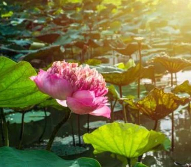 Nelumbo nucifera 'Roseum Plenum' - Lótus Rosa Plena , Flor de Lótus Rosa Dobrada, Lótus Sagrado, Lótus-da-Índia