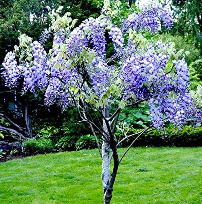 Bolusanthus speciosus - Wisteria Africana, Árvore Glicínia da Rodésia, Árvore Madeira Elefante