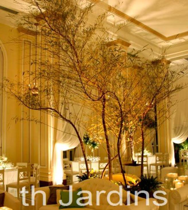 Phyllostachys pubescens (Phyllostachys edulis) - Bambu Mossô, Bambu Gigante Mossô