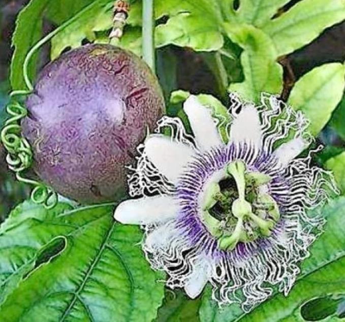Passiflora Edulis F. Edulis - Maracujá roxo, gulupa, chulupa, maracujá roxo doce