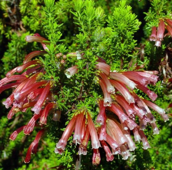 Erica glandulosa subsp. Glandulosa - Érica glandulosa, Charneca glandulosa, Urze