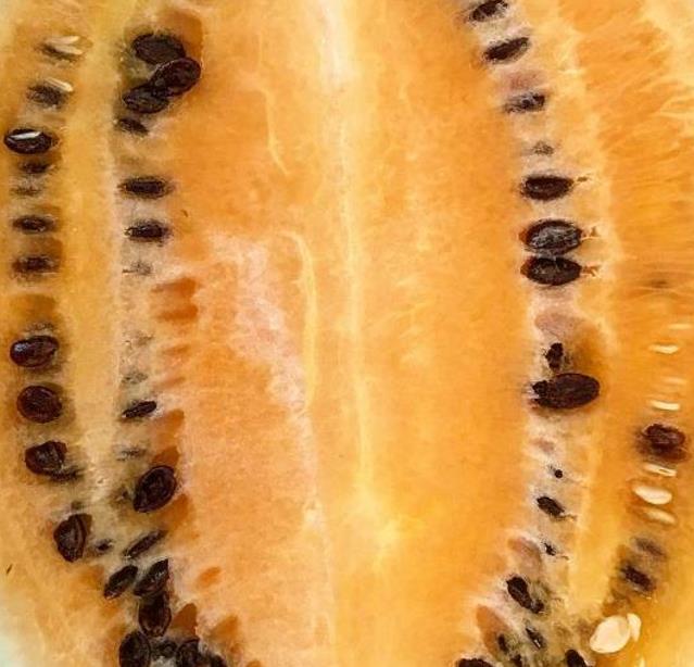Citrullus lanatus Hopi Yellow - Melancia Hopi Salmão, Melancia de Polpa Amarelo /Salmão do Povo Hopi, Melancia A