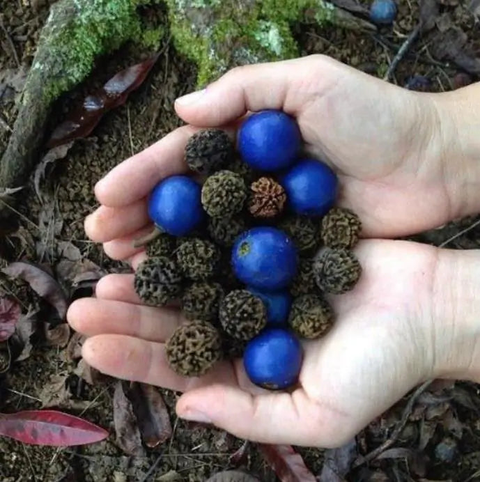 Elaeocarpus ganitrus - Azeitona Azul, Rudraksha, Contas de Mirtilo