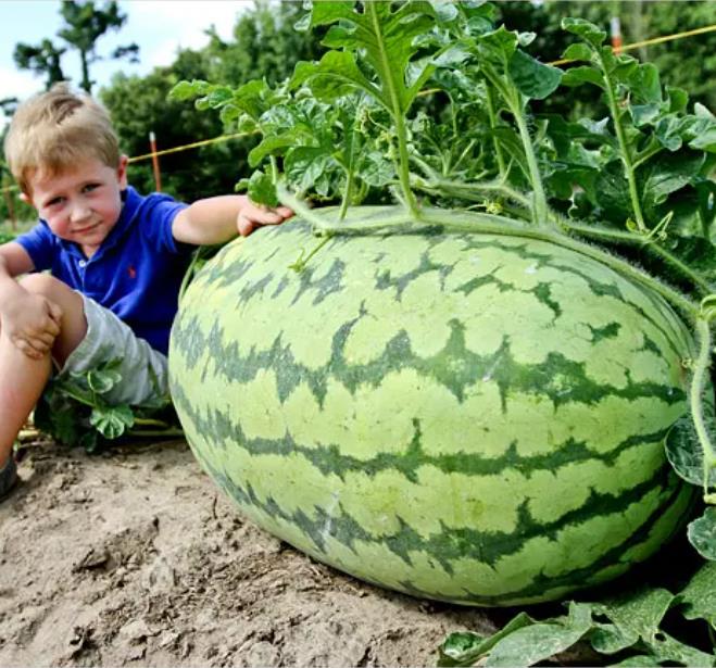 Citrullus lanatus Carolina Cross - Melancia Gigante, Melancia Guinness, Melancia Carolina Cross