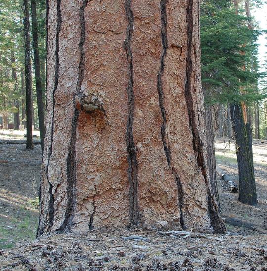 Pinus ponderosa - Pinheiro ponderosa, Pinheiro amarelo, Pinheiro Blackjaks