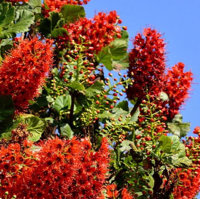 Greyia sutherlandii - Escova de Garrafa Sul Africana, Mamadeira de Natal, Natal Botlebrush, Pincel de