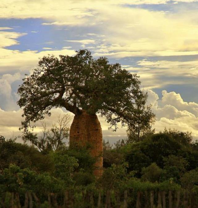 Adansonia perrieri - Baobá Perrieri, Baobá de Madagascar