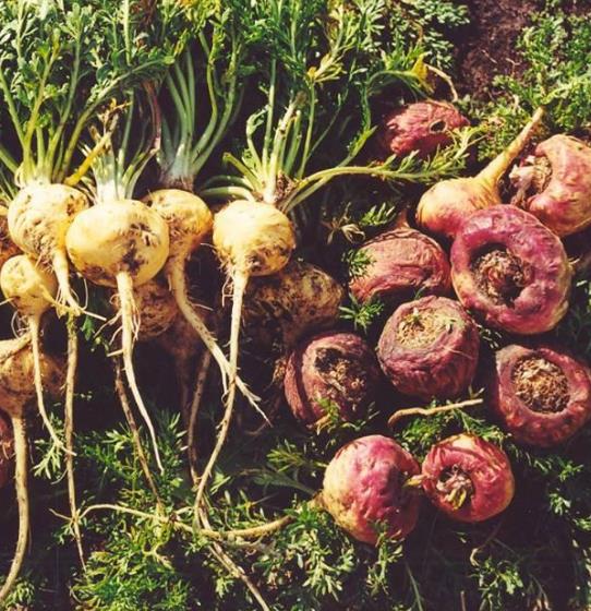 Lepidium meyenii - Maca Peruana, Ginseng dos Andes, Viagra dos Incas