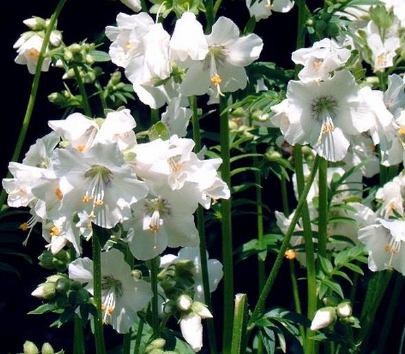 POLEMONIUM CAERULEUM ALBUM - VALERIANA GREGA, ESCADA DE JACÓ BRANCA