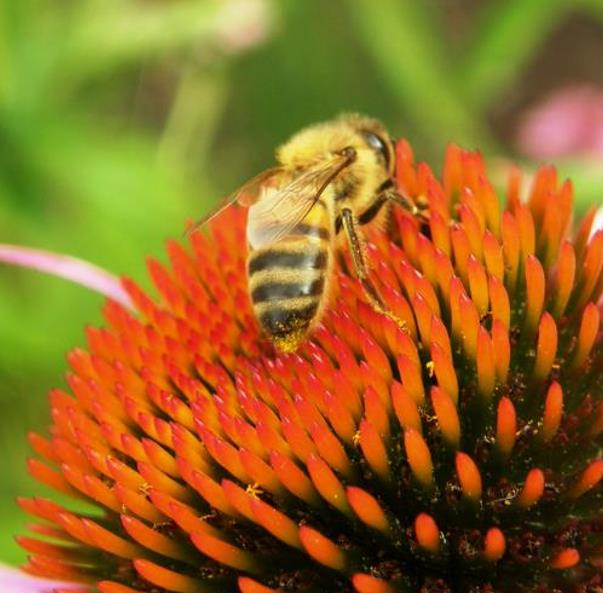 Echinacea angustifolia subsp Angustifolia - Echinacea, Equinácea, Equinacia, Flor-de-Cone, Black Sampson, Rudbeckia roug