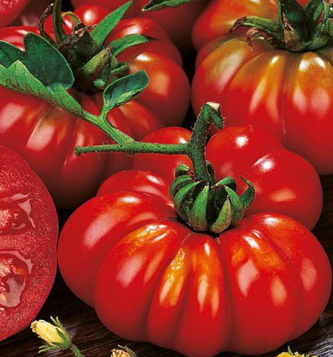 Solanum lycopersicon Costoluto genovese (Orgânico) - Tomate Costoluto Fiorentino