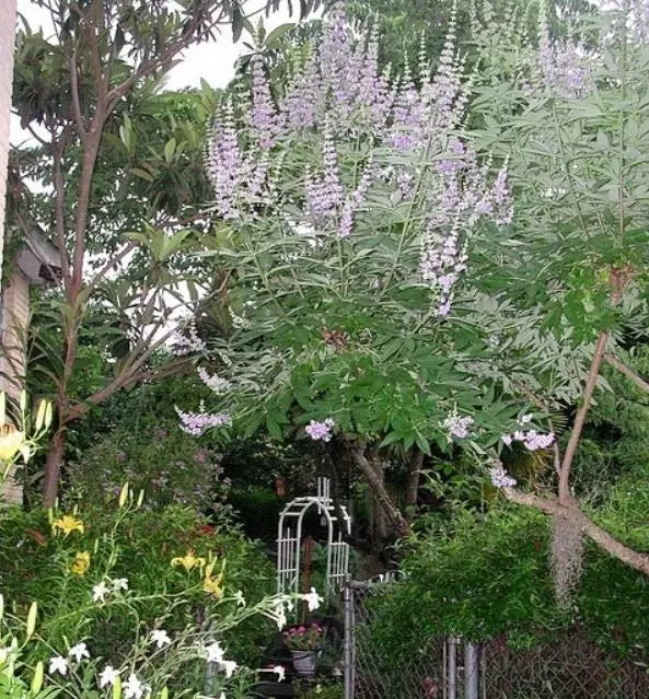 Vitex negundo - Árvore da Castidade de 5 Folhas, Nirgundi, Huang Ping