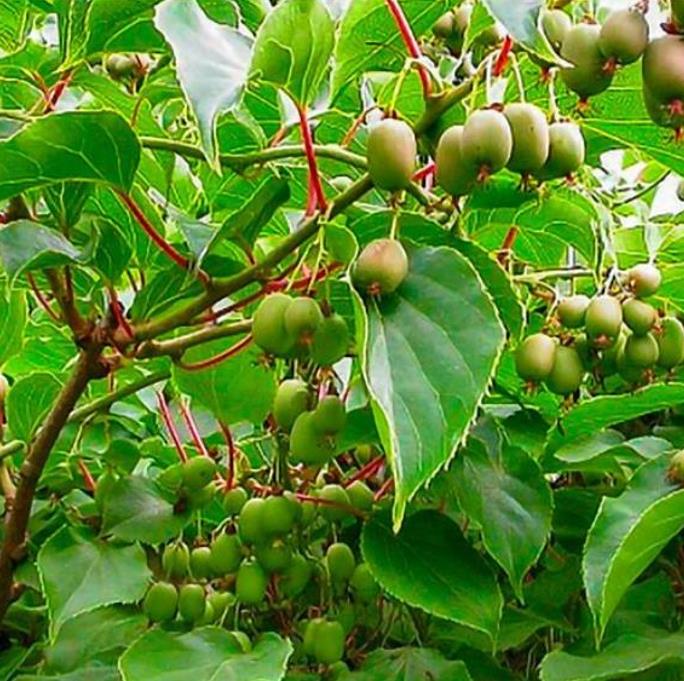 Actinidia arguta - Mini-Kiwi (auto-fértil), Mini Kiwi Resistente 'Issai'