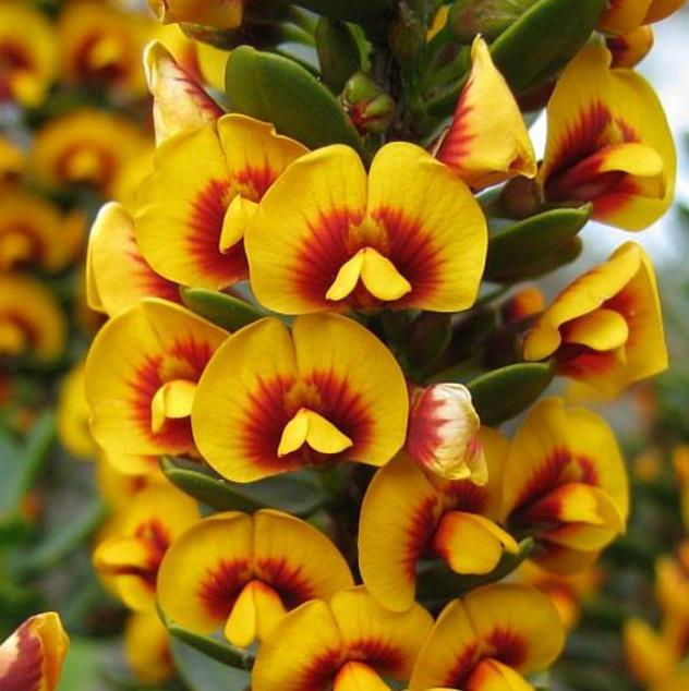 Eutaxia myrtifolia - Esperance Wildflower, Flor Selvagem de Esperance, Arbusto Ovos e Bacon, Eggs & B