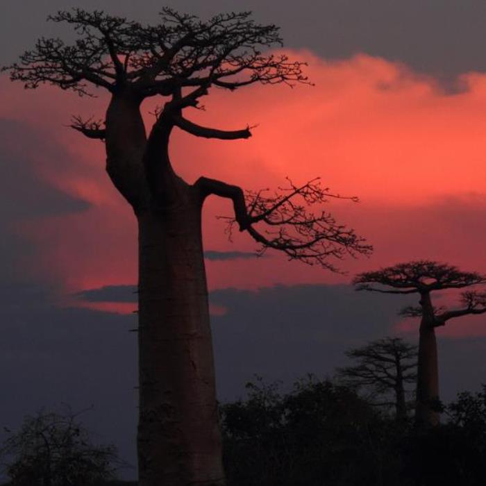 Adansonia madagascariensis - Baobá, Baobá de Madagascar, Baobá de Mahajanga