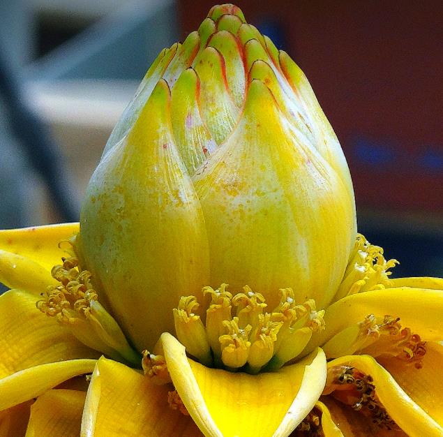 Musella lasiocarpa - Banana Lotus Dourada, Lótus dourada, Banana anã chinesa