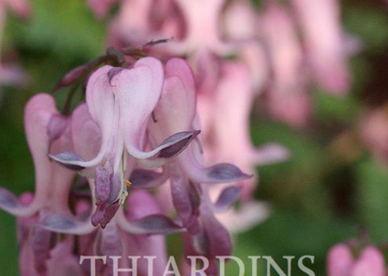 Dicentra eximia - Coração Sangrento, Samambaia Coração Sangrento