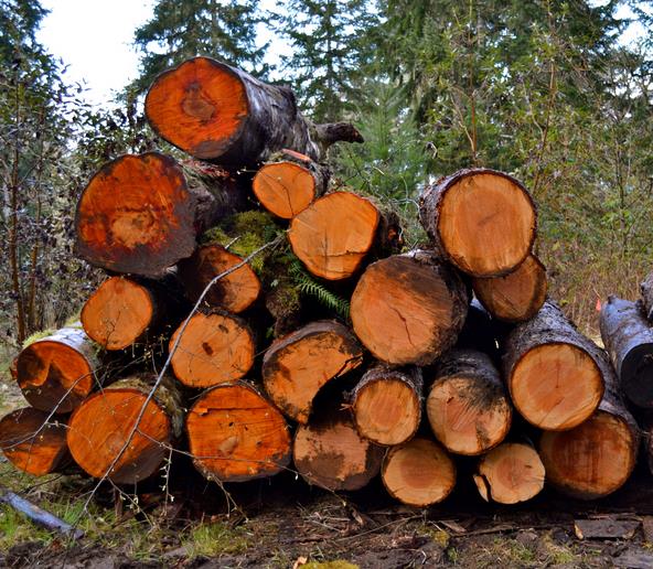 Alnus rubra - Amieiro Vermelho, Amieiro do Oregon, Amieiro Ocidental