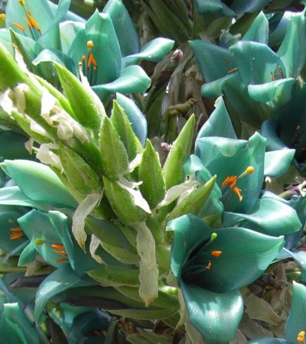 Puya berteroniana (Puya alpestris ssp. zoellneri) - Bromélia Azul Turquesa