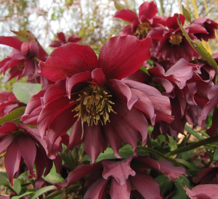 Helleborus x hybridus (Mix) - Rosa Quaresmal Mix, Flor de Cristo Mix, Rosa de Natal Mix, Heléboro Mix