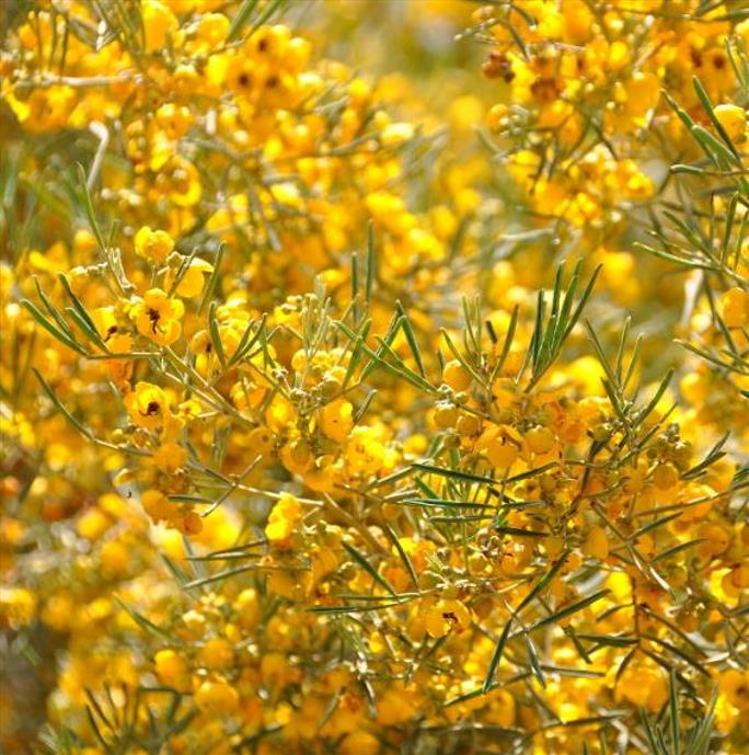 Senna artemisioides (Cassia artemisioides) - Cassia Prateada, Cassia Plumada, Cassia Prata, Senna Prata