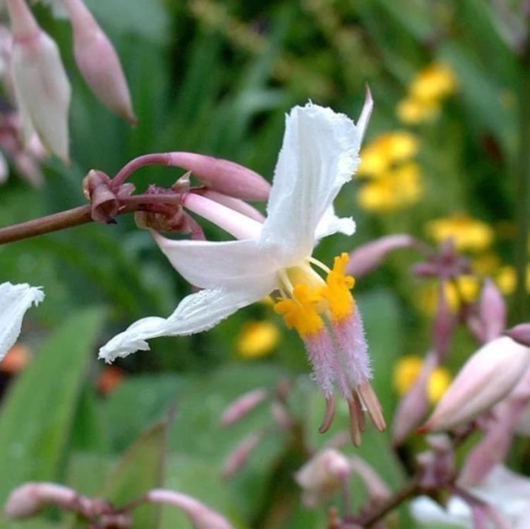 Arthropodium cirratum - Lírio Rocha da Nova Zelândia, Lírio Renga, Rengarenga