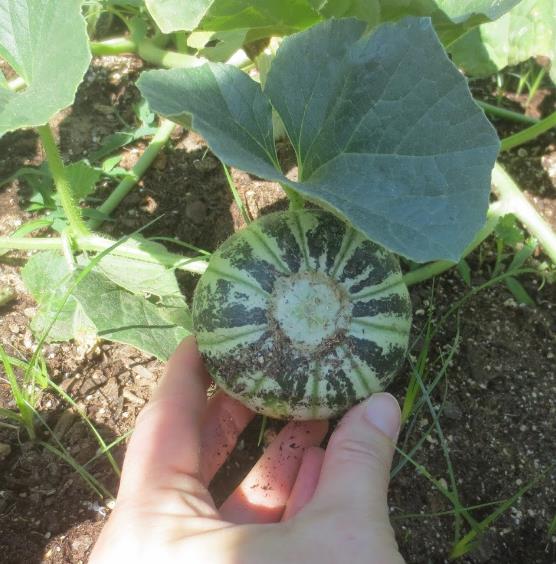 Cucumis melo Kajari (C.O) - Melão Kajari, Melão Mel, Honeydew Melon