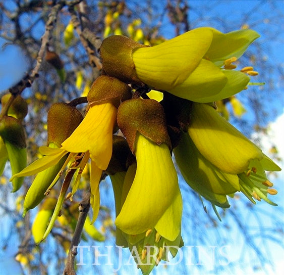Sophora tetraptera - Kowhai, Árvore Laburnum da Nova Zelândia
