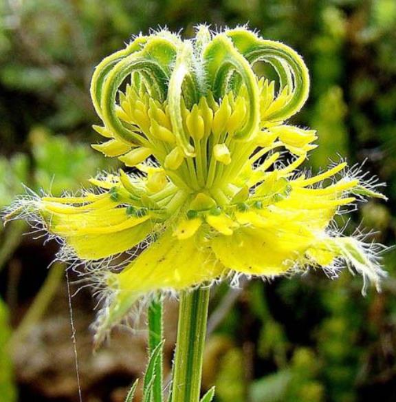 Nigella orientalis 'Transformer', Nigella transformer - Nigella Transformadora, Amor na Névoa, Yellow Love in a Mist, Fl