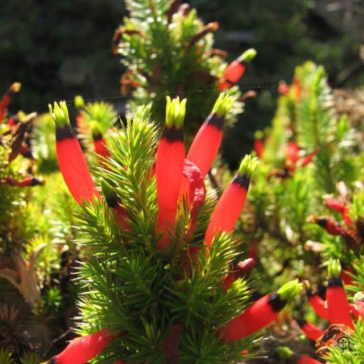 Astroloma foliosum - Arbusto De Natal, Mini pinheiro de Natal, Candle Cranberry, Christmas bush
