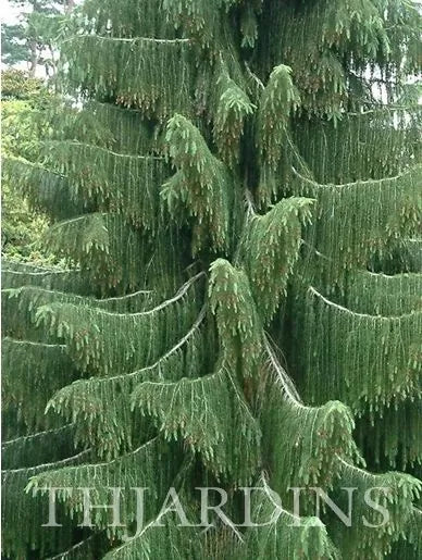 Picea smithiana - Pinheiro-picea morinda