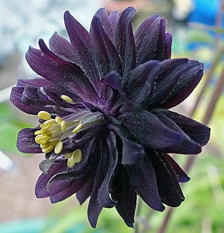 Aquilegia vulgaris Stellata Nora Barlow Black - Aquilegia Flor de Clematis Negra, Rosa Columbina Negra, Aquilegia Barlow