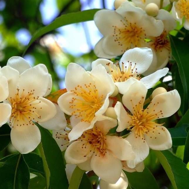 Schima superba - Planta do Chá, Árvore do Mel Schima, Needlewood