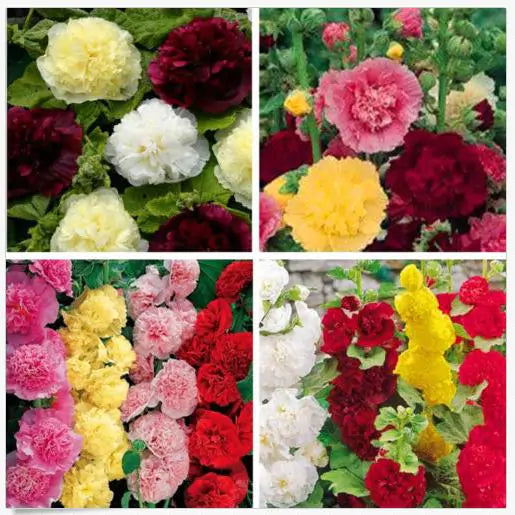 Alcea Rosea Chaters Double Mix - Malva Dobrada Dupla Mix, Alcea, Atléia, Malva Real, Malvaisco, Hollyhock