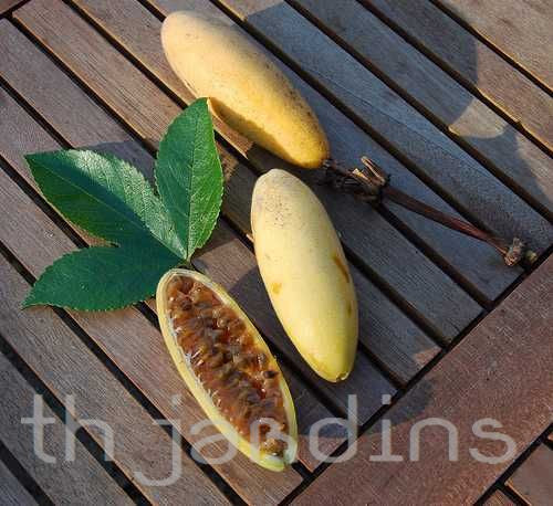 Passiflora mollissima (Passiflora tarminiana) - Maracujá Banana