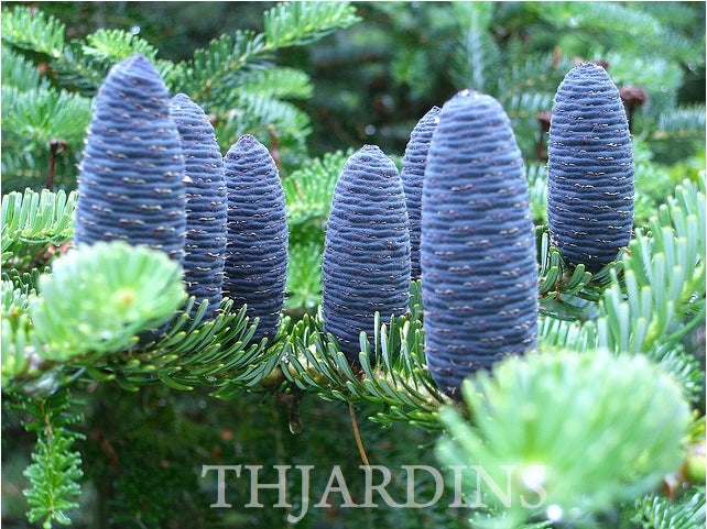 Abies koreana - Abeto Da Coréia, Gusang, Korean fir