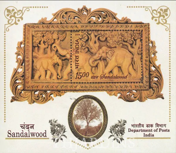 Santalum album - Sândalo Indiano - 5