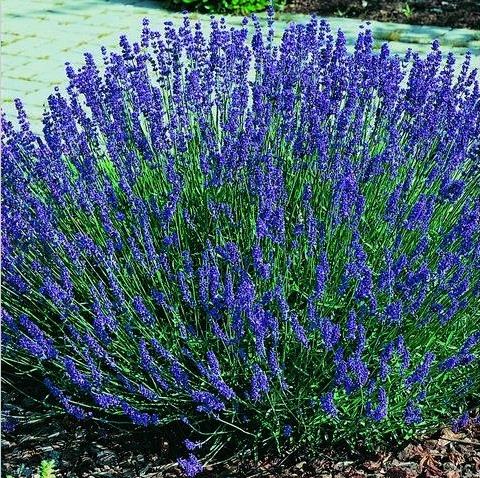 Lavandula Angustifolia Blue River - Lavanda Inglesa Rio Azul, Lavanda Inglesa Blue River, Alfazema
