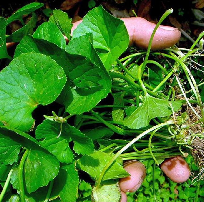 Centella asiatica - Centelha Asiática, Gotu kola, Brahmi