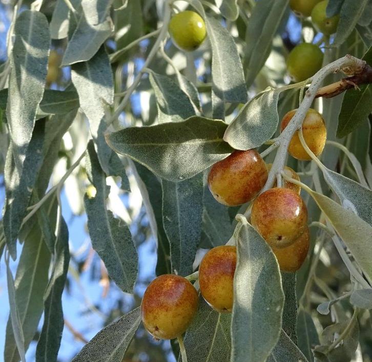 Elaeagnus angustifolia - Azeitona Russa, Azeitona Persa, Oliveira do Paraíso, Oliveira Russa