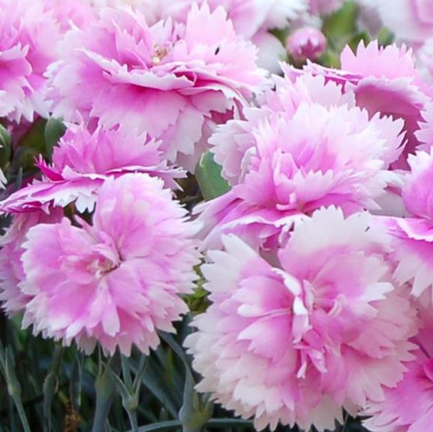 Dianthus plumarius Sonata extra double mix - Flor Divina Plumarius Sonata, Cravo Plumado Dobrado, Rosa de Plumas, Rosa E