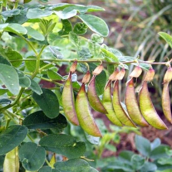 Astragalus schelkovnikovii - Erva da Longevidade, Astragalo Armênio, Locoweed