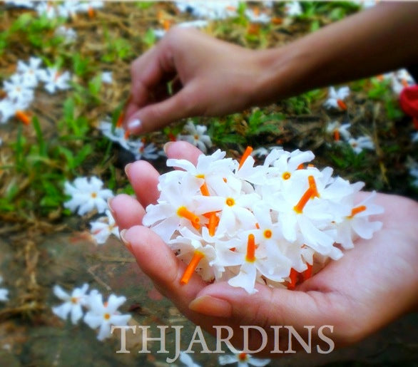 Nyctanthes arbor-Tristis - Jasmim da Noite, Árvore da Tristeza, Parijat